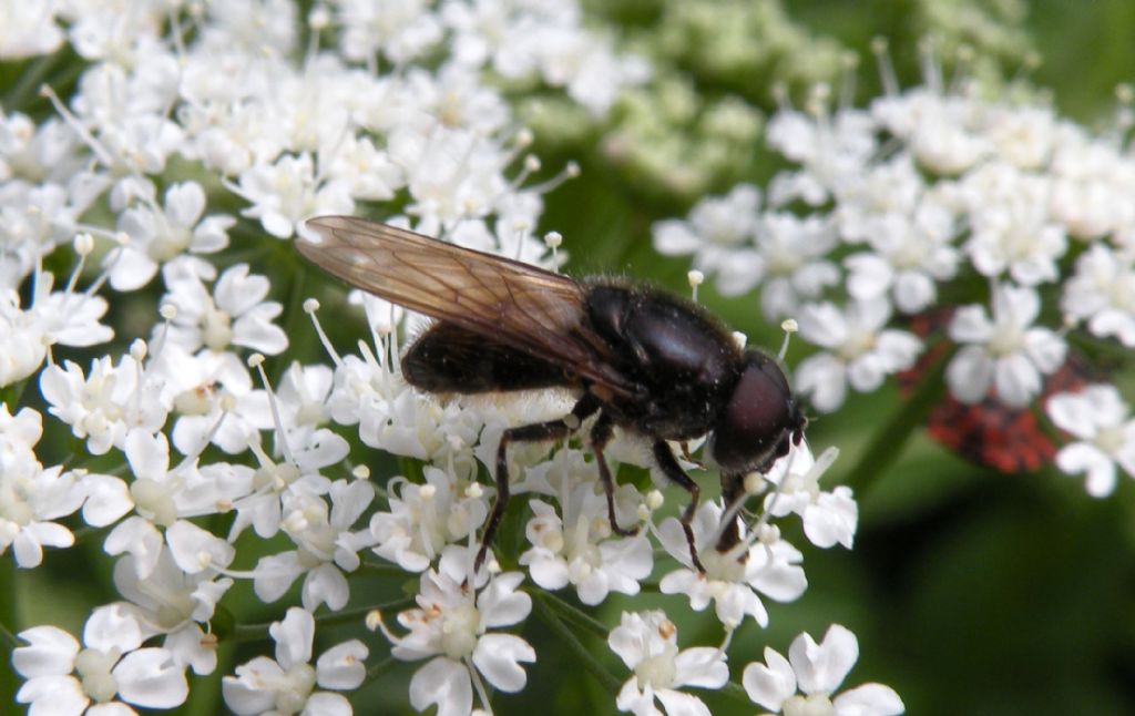 Syrphidae, forse